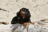 CAVALIER KING CHARLES 082